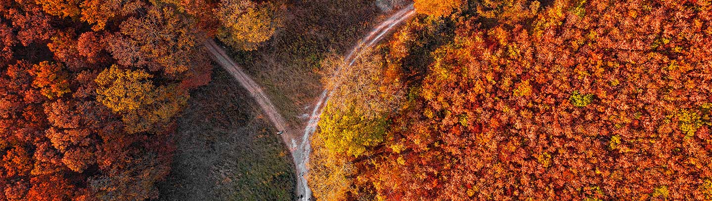 autumn road image