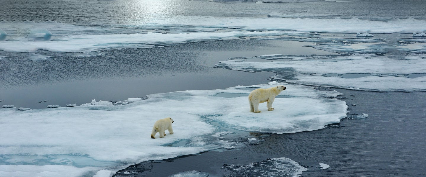 A group of polar bears on melting ice caps